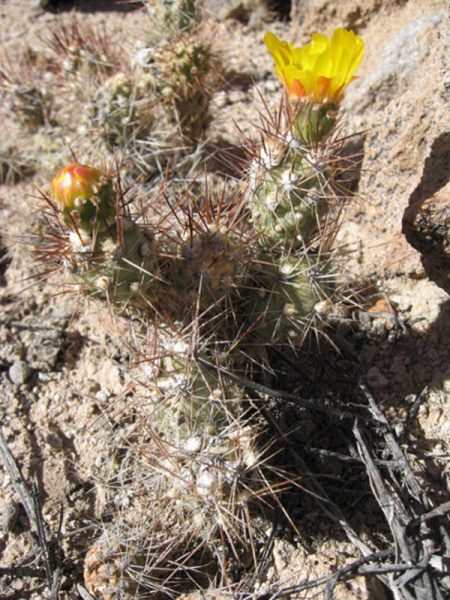 Файл:Cumulopuntia sphaerica 3.jpg