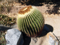 Echinocactus grusonii