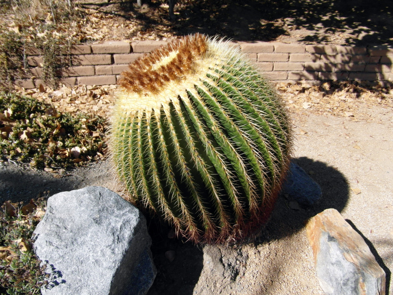 Файл:Echinocactus grusoni 28.JPG