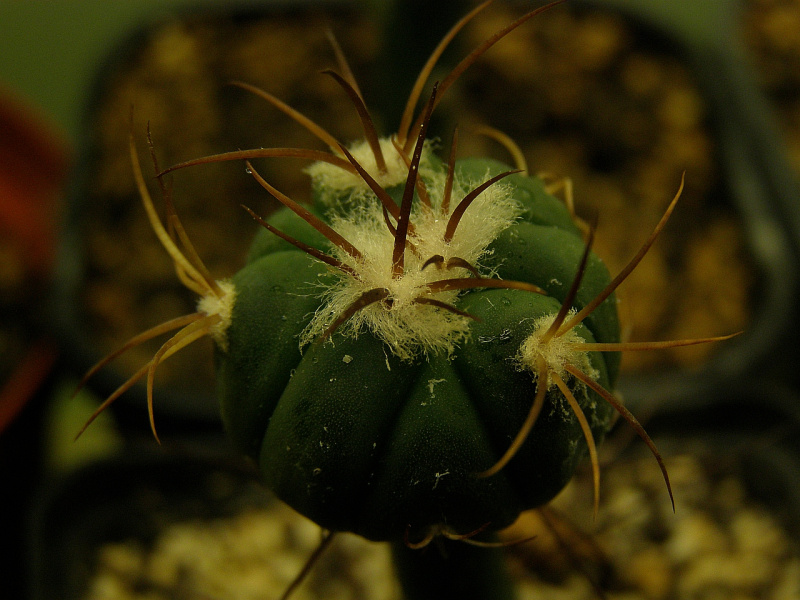 Файл:Echinocactus horizonthalonius.jpg