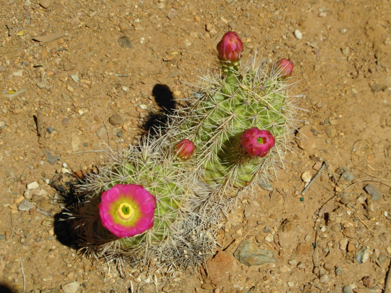 Файл:Echinocereus coccineus 31.JPG