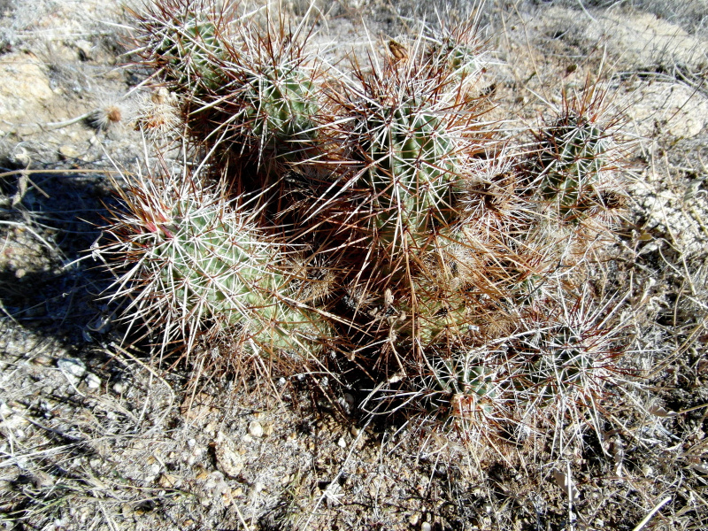 Файл:Echinocereus engelmannii 6.JPG