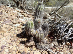 Echinopsis bridgesii ssp. bridgesii.JPG