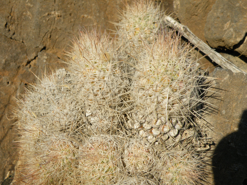 Файл:Escobaria tuberculosa h1.jpg