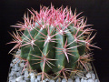 Ferocactus pilosus 3.JPG