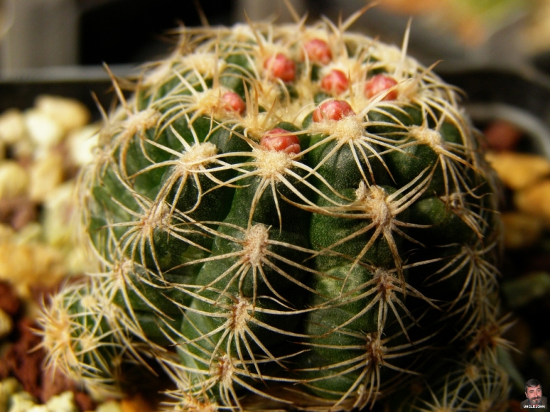 Файл:Gymnocalycium bruchii.jpg