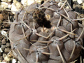 Gymnocalycium striglianum GN 75-179