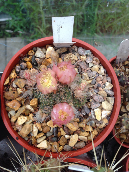 Файл:Maihueniopsis subterranea 3h.jpg