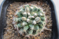 Mammillaria coahuilensis ssp. coahuilensis SB 699