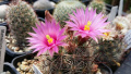Mammillaria wrightii ssp. wilcoxii