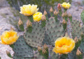 Opuntia rufida 0674.jpeg