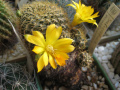 Rebutia glomeriseta 1.jpg