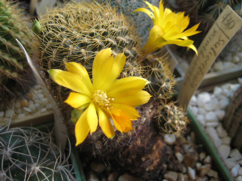 Файл:Rebutia glomeriseta 1.jpg