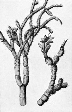 Schlumbergera microsphaerica wikipedia.jpg