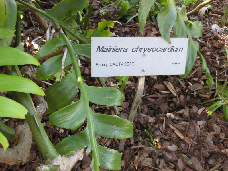 Файл:Selenicereus chrysocardium 2.jpg