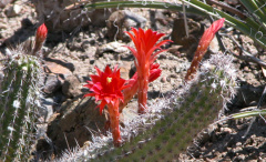 Cleistocactus acanthurus subsp. pullatus 0.jpg