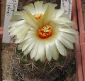 Coryphantha palmeri