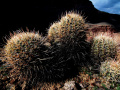 Echinocactus polycephalus ssp xeranthemoides 3.jpg