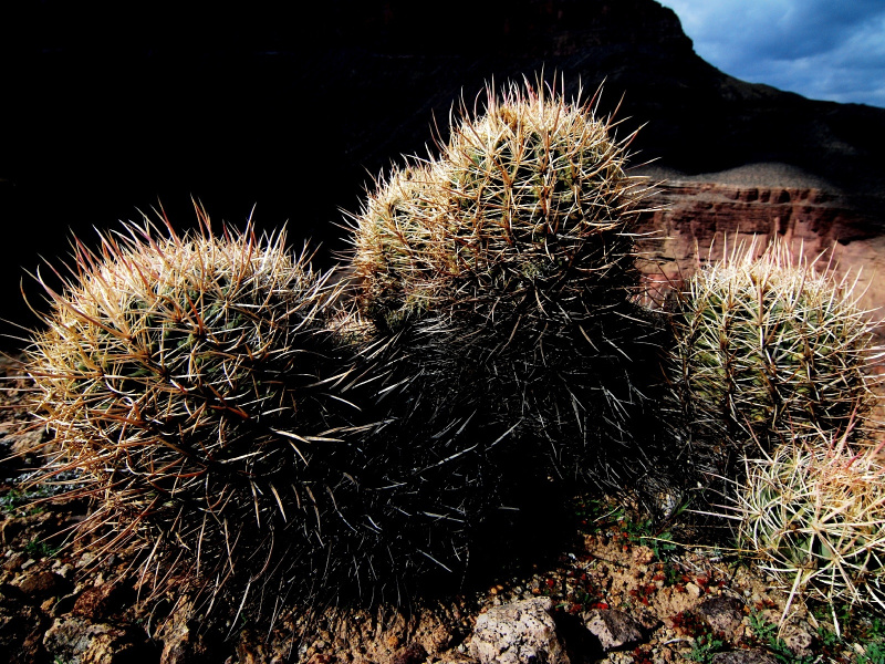 Файл:Echinocactus polycephalus ssp xeranthemoides 3.jpg