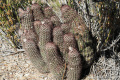 Echinocereus chisosensis 2.jpg