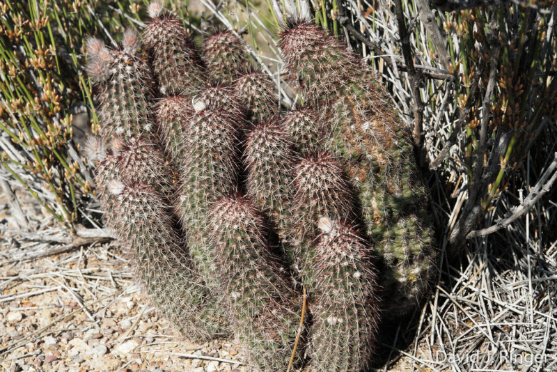 Файл:Echinocereus chisosensis 2.jpg