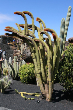 Espostoa guentheri 2.jpg