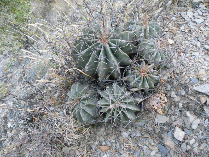 Файл:Ferocactus echidne 1h.jpg