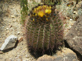 Ferocactus emoryi ssp. emoryi 7.jpg