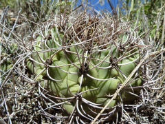 Gymnocalycium castellanosii ssp. castellanosii 0.JPG