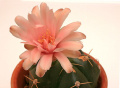Gymnocalycium horstii 0.jpg