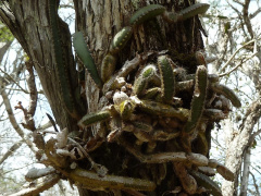 Hylocereus setaceus 1110995.JPG