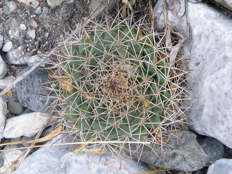 Файл:Mammillaria heyderi ssp. hemisphaerica 1.jpg