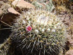 Mammillaria petterssonii b2.jpg