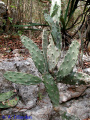 Nopalea inaperta