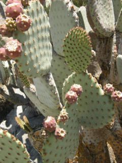 Opuntia rufida 3061.jpeg
