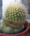 Parodia penicillata