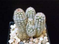 Pygmaeocereus bylesianus 1 - Asensy.jpg