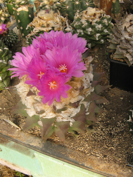 Файл:Ariocarpus confusus.jpg