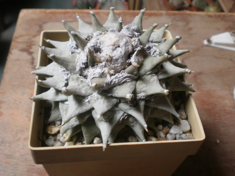 Файл:Ariocarpus retusus var. furfuraceus.jpg