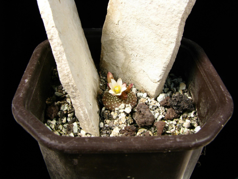 Файл:Blossfeldia liliputana 2.jpg