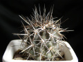 Copiapoa echinoides 1.jpg