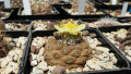 Copiapoa hypogaea ssp. hypogaea 4.jpg