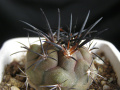 Copiapoa megarhiza ssp. echinata 1.jpg