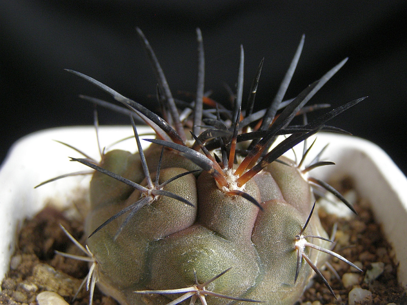 Файл:Copiapoa megarhiza ssp. echinata 1.jpg