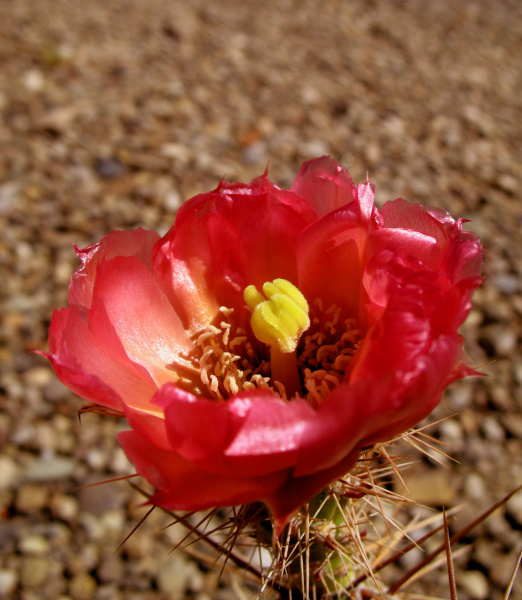 Файл:Corynopuntia guccinii flower.jpg