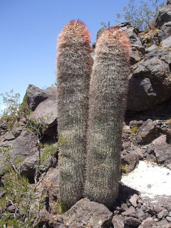 Denmoza rhodacantha 2242.JPG