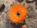 Echinopsis chrysantha 2.JPG