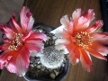 Echinopsis famatinensis 5.jpg