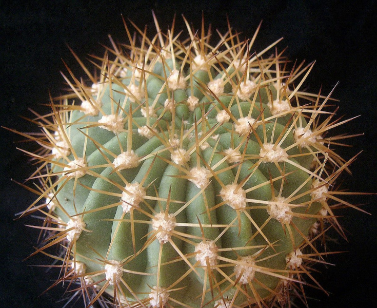 Файл:Echinopsis formosa bruchii 2.jpg