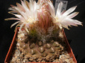 Eriosyce esmeraldana 2.jpg